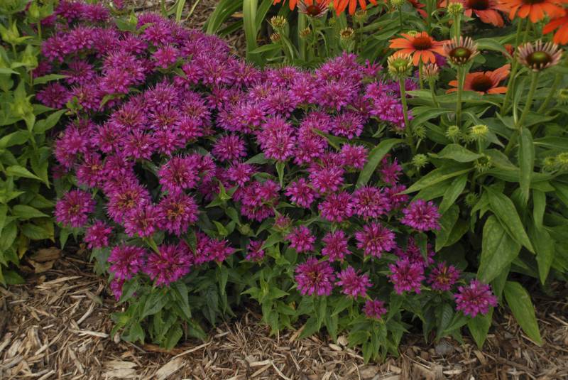 Pardon My Purple Bee Balm - 1 Gallon - Perennial Plants | ToGoGarden