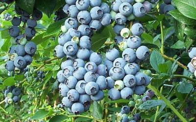 Buy Blueberry Bushes - Rabbiteye Online