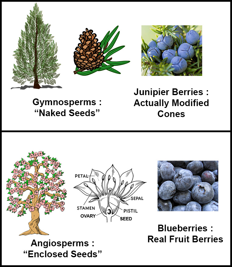 Berry versus Cone