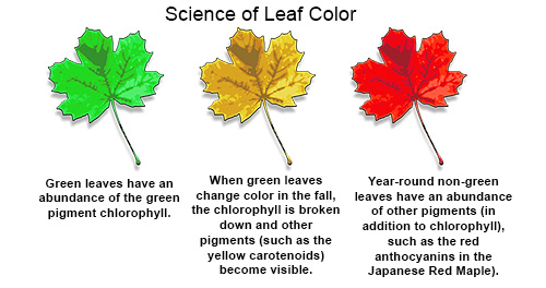 Leaf Colors