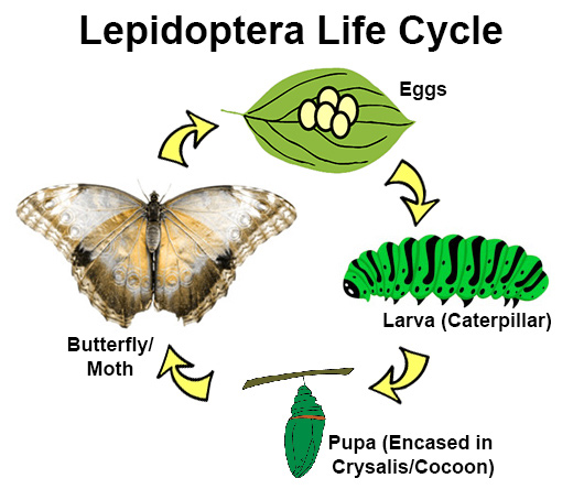 Lepidoptera life cycle