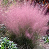 Muhly Grass