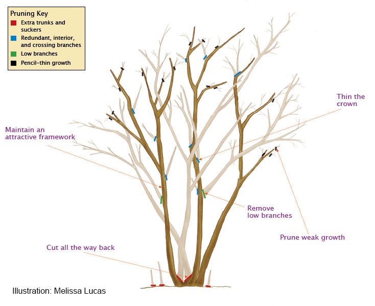 Crape Myrtle Pruning Guide