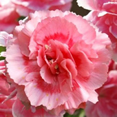 Romance Tall Dianthus