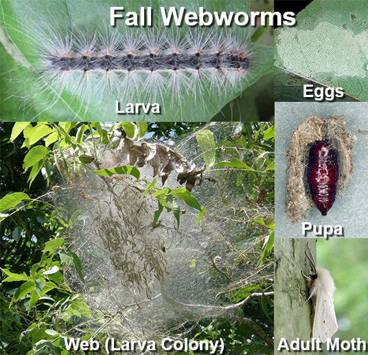 Webworms