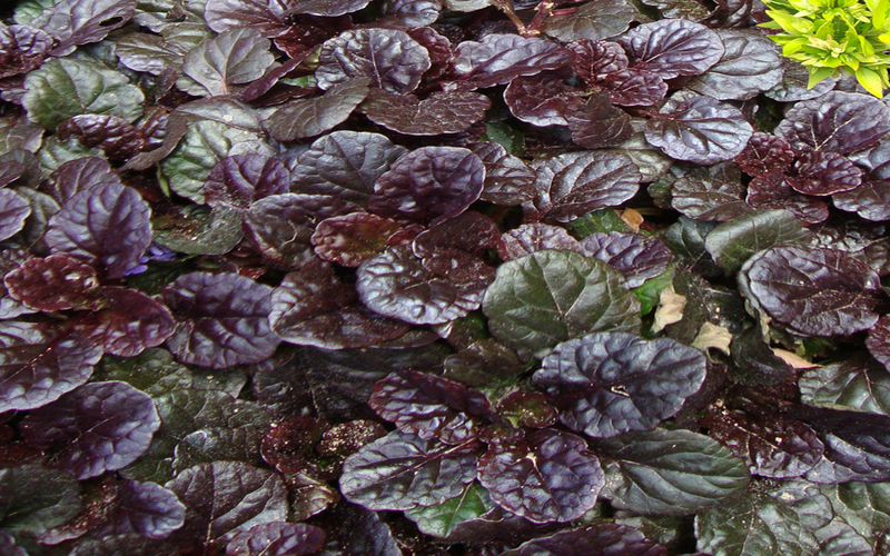 Ajuga Black Scallop Bugleweed 1 Gallon Groundcover, Perennial