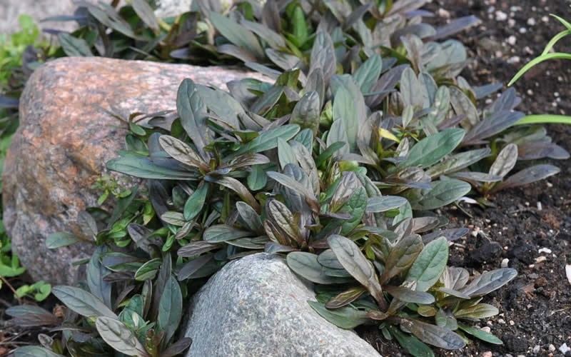 Ajuga Chocolate Chip Bugleweed 3 Count Flat Of Pint Pots Ajuga Chocolate Chip Bugleweed Photo 3