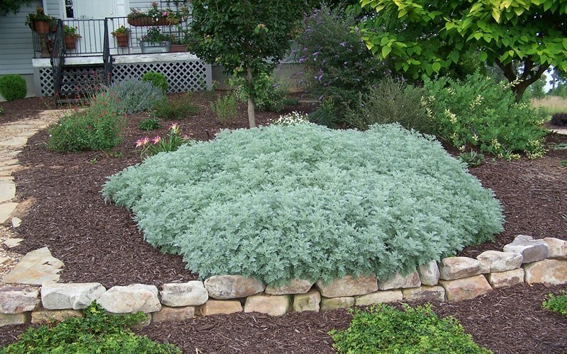 Powis Castle Wormwood 1 Gallon Groundcover, Herb, Perennial