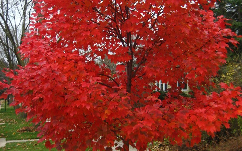 Autumn Blaze Red Maple 15 Gallon Tree Trees