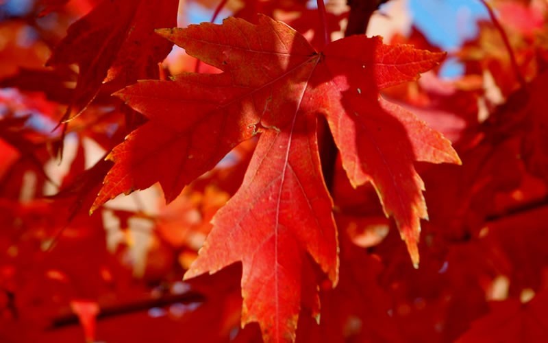 Autumn Blaze Red Maple 15 Gallon Tree Trees
