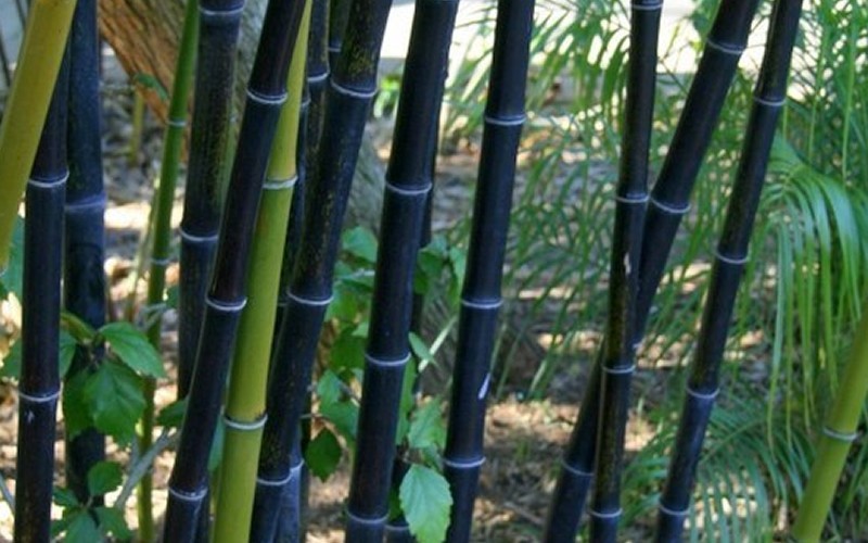 Black Bamboo 2 Gallon Ornamental Grass Bamboo Plants Ornamental