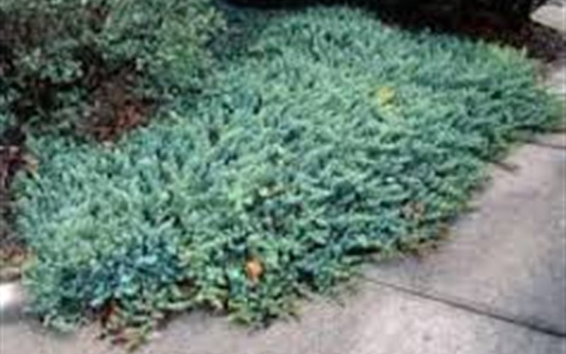 Blue Pacific Juniper 1 Gallon Groundcover, Coniferous Junipers