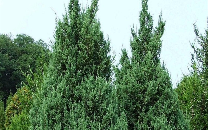 Blue Point Juniper 1 Gallon Shrub, Coniferous Junipers