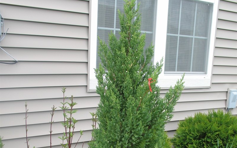 Blue Point Juniper 1 Gallon Shrub, Coniferous Junipers