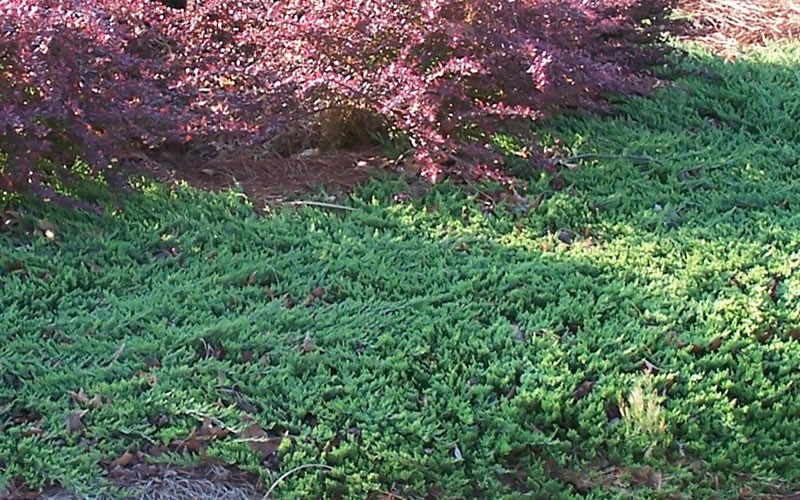 Blue Rug Juniper 2.5 Quart Groundcover, Coniferous Junipers