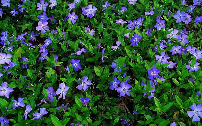 Bowles Evergreen Periwinkle Photo 2