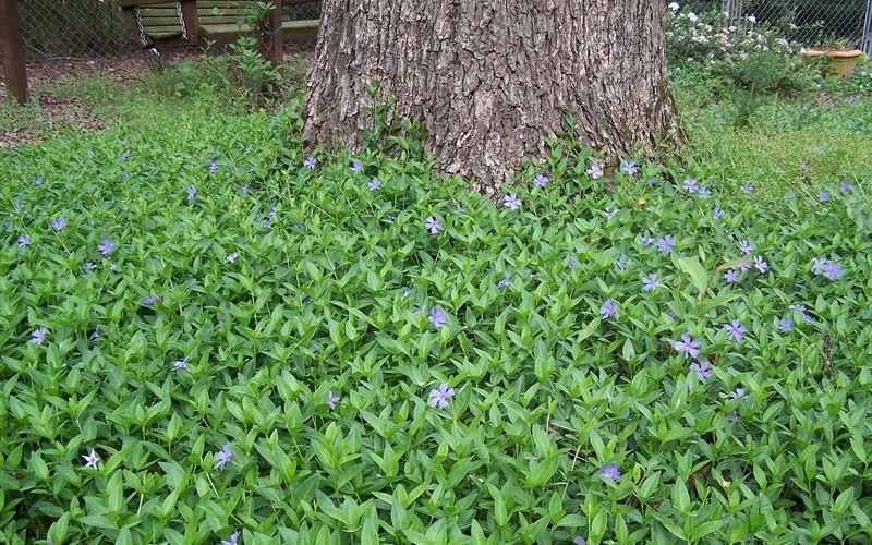 Bowles Evergreen Periwinkle Photo 3