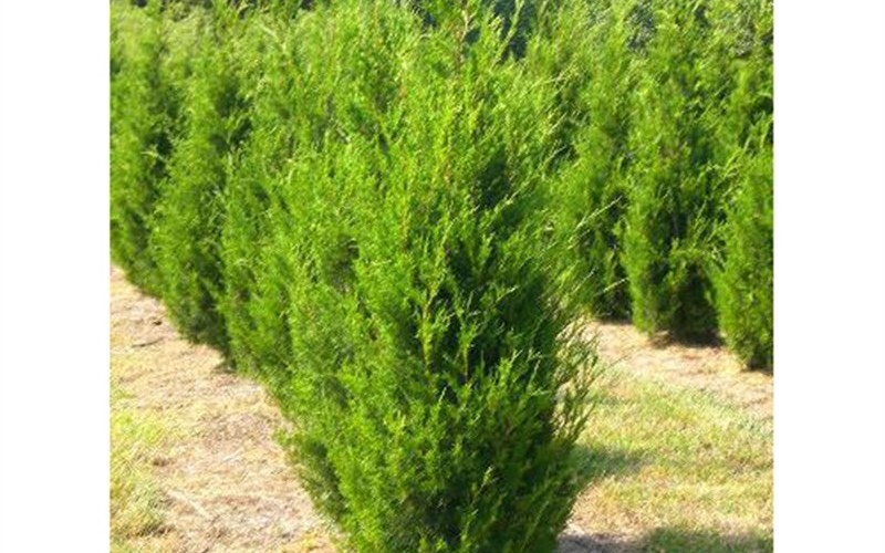 Brodie Juniper 1 Gallon Shrub, Tree Privacy Trees