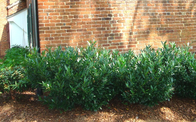 Compact Cherry Laurel Photo 2