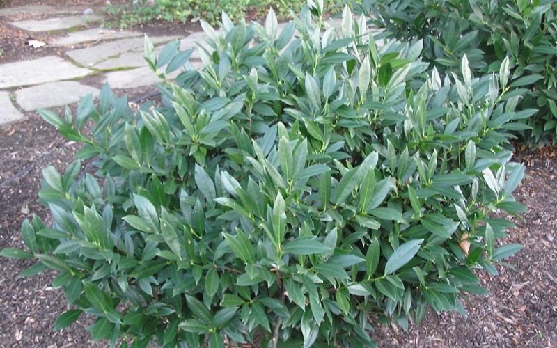 Compact Cherry Laurel Photo 3