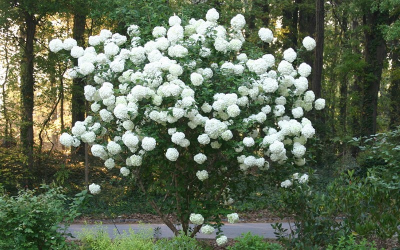 Chinese Snowball Viburnum 3 Gallon Shrub, Tree Shrubs for Spring