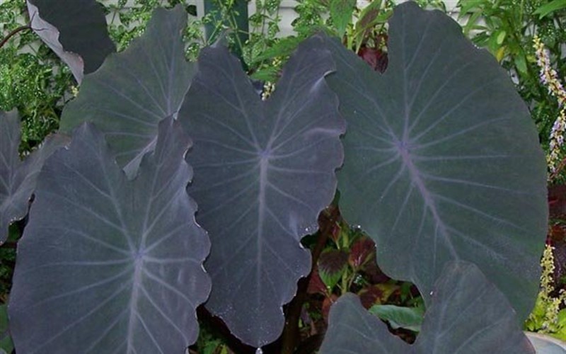 Black Ripple Puckered Up Elephant Ears 1 Gallon