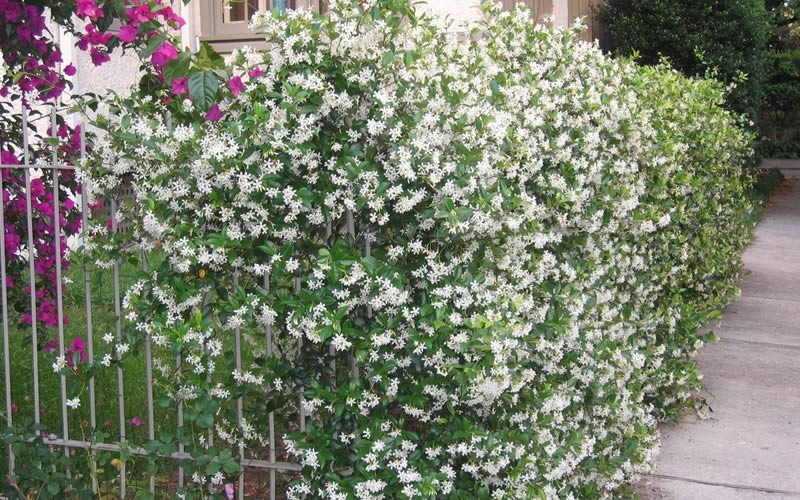 Confederate Jasmine 2.5 Quart Vines, Perennial Flowering Vines