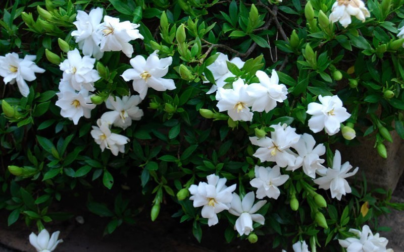 Creeping Dwarf Gardenia 2 5 Quart Shrub Groundcover | creeping dwarf gardenia 2 5 quart shrub groundcover Creeping Dwarf Gardenia 2 5 Quart Shrub Groundcover | creeping dwarf gardenia 2 5 quart shrub groundcover