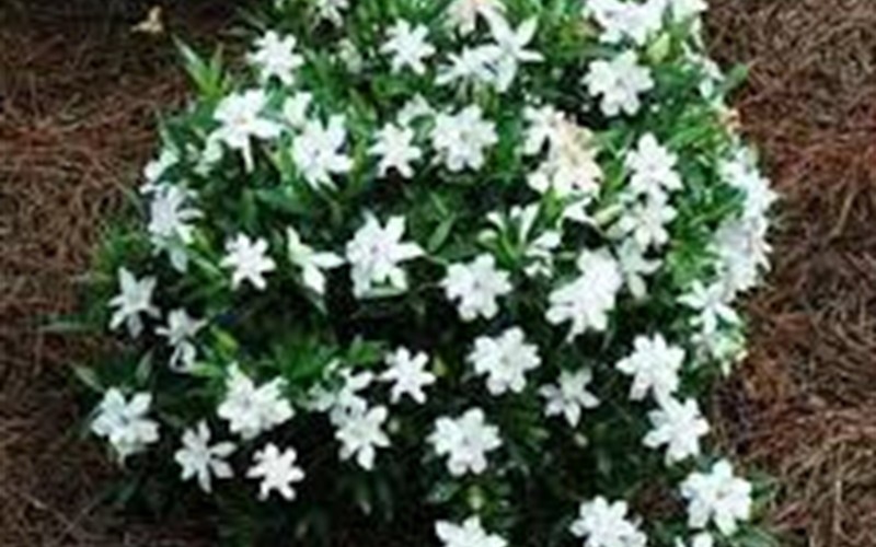 Creeping Dwarf Gardenia 3 Gallon Shrub Groundcover | creeping dwarf gardenia 3 gallon shrub groundcover Creeping Dwarf Gardenia 3 Gallon Shrub Groundcover | creeping dwarf gardenia 3 gallon shrub groundcover