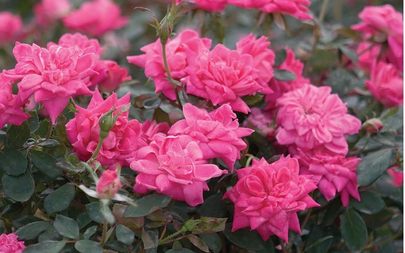 Double Pink Knock Out Rose 3 Gallon Shrub, Rose Shrubs for Spring