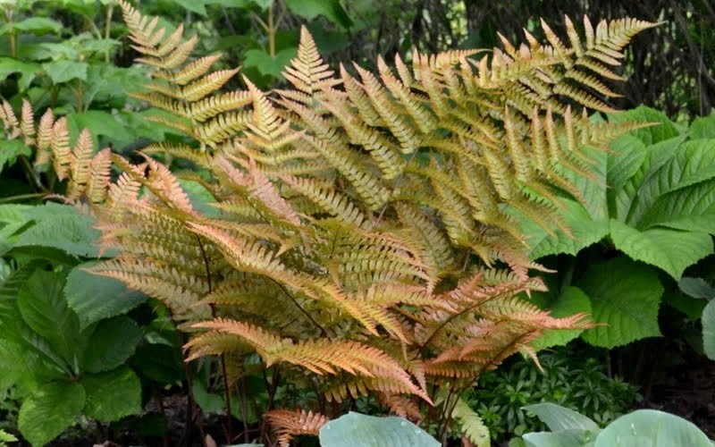 Autumn Fern 1 Gallon Perennial Perennials for Cut Flowers & Foliage