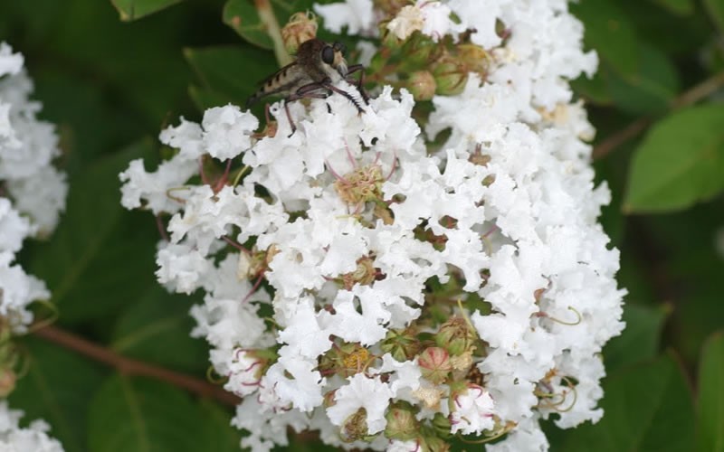 Early Bird White Crape Myrtle - 2 Gallon - Shrub, Tree - Dwarf Crape Myrtle