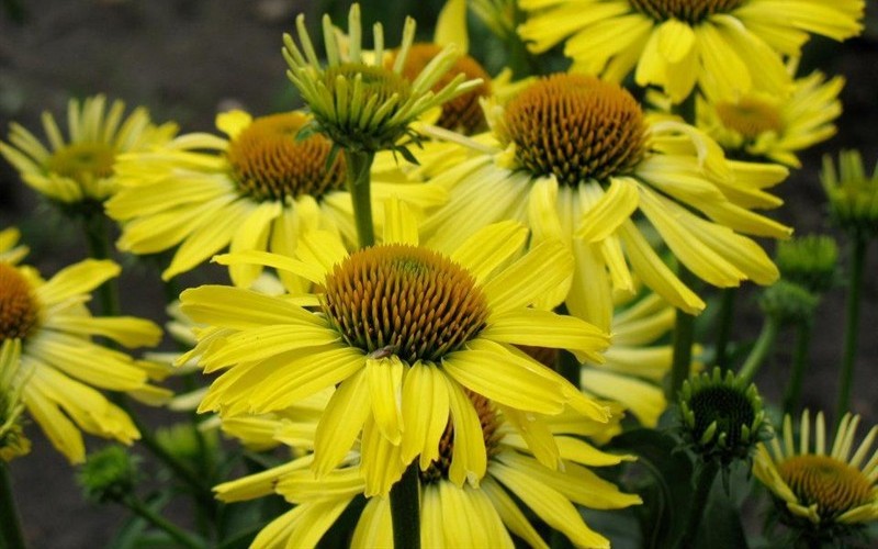 Cleopatra Yellow Coneflower 1 Gallon Perennial Echinacea