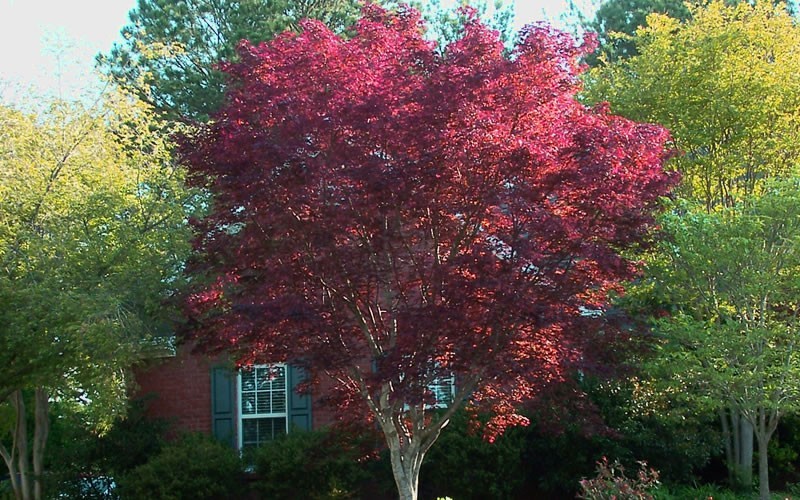 12 foot maple tree emperor one japanese maple 3 gallon tree japanese maples all 12 foot maple tree emperor one japanese maple 3 gallon tree japanese maples all