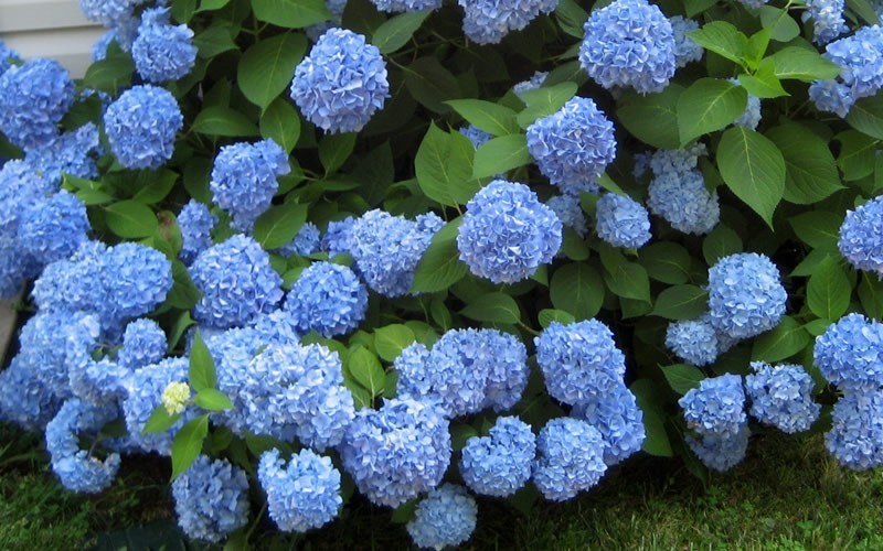 endless summer hydrangea 1 gallon hydrangeaceae hydrangea macrophylla 