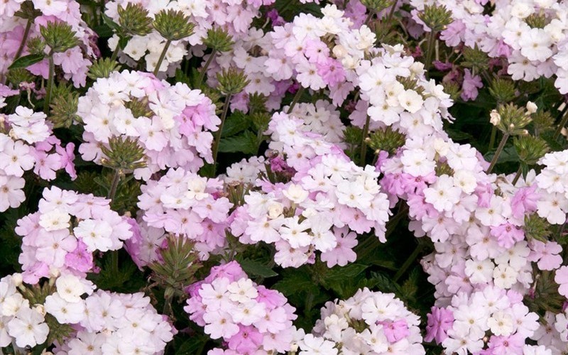 Endurascape White Blush Verbena - 2.5 Quart - Shrub ...