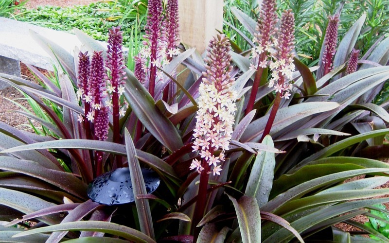 Pineapple Lily Sparkling Burgundy 1 Gallon Perennial Perennial Plants