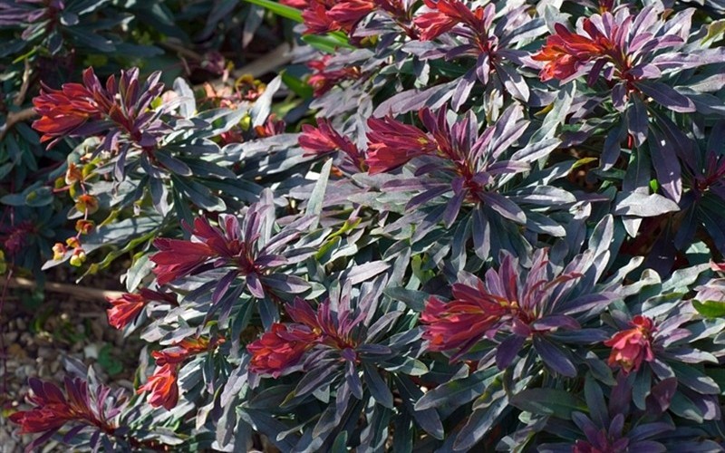 Ruby Glow Wood Spurge ... Euphorbia Amygdaloides Ruby Glow