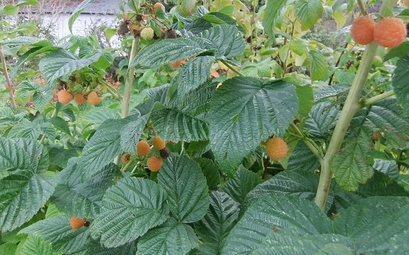 Fall Gold Raspberry 1 Gallon Shrub, Fruit Fruit Plants