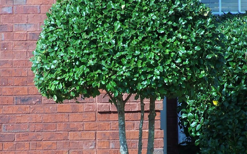 Fosteri Holly 1 Gallon Shrub, Tree Evergreen Trees