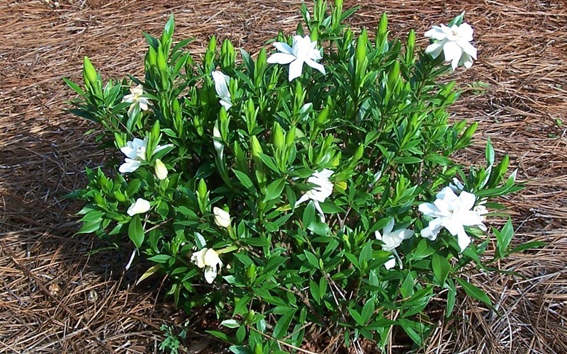 Frost Proof Gardenia 3 Gallon Shrub Fragrant & Scented Shrubs