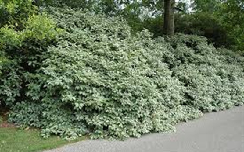 Fruitland Silverberry / Silverthorn Elaeagnus pungens