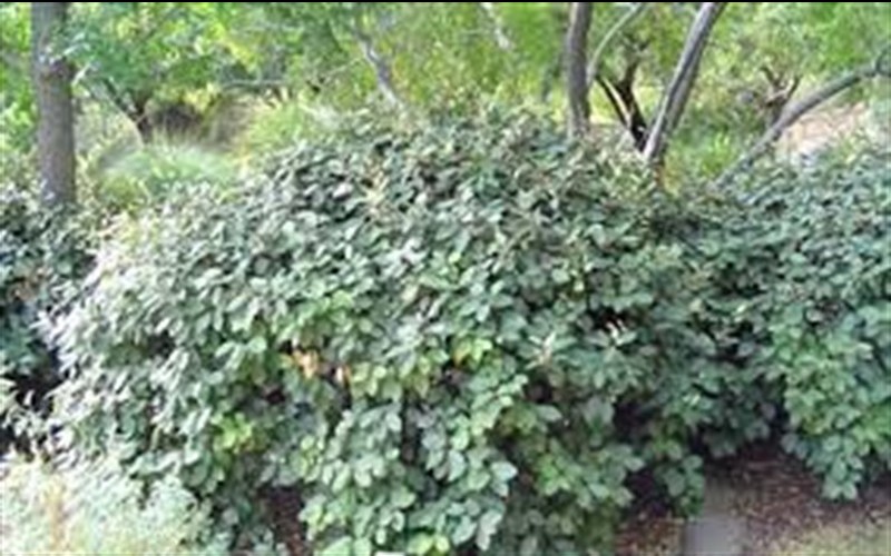 Fruitland Silverberry / Silverthorn Elaeagnus pungens