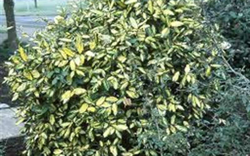 Fruitland Silverberry / Silverthorn Elaeagnus pungens 'Fruitlandii' 2.5 Quart Shrub