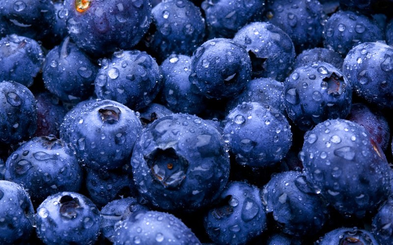 Gem Southern Highbush Blueberry 1 Gallon Shrub, Fruit