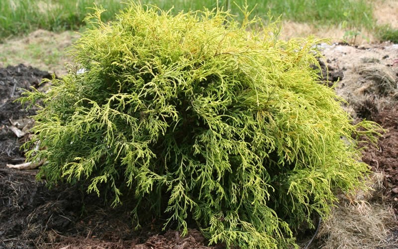 Gold Mop Cypress 3 Gallon Shrub, Coniferous Shrubs for Summer Color