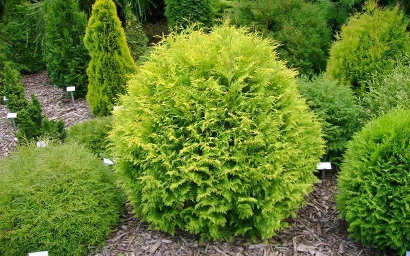 Golden Globe Arborvitae - 1 Gallon - Shrub - Deer ...
