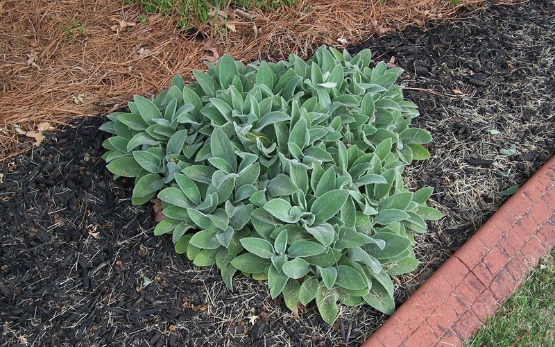 Helen Von Stein Lamb's Ear 1 Gallon Groundcover, Perennial