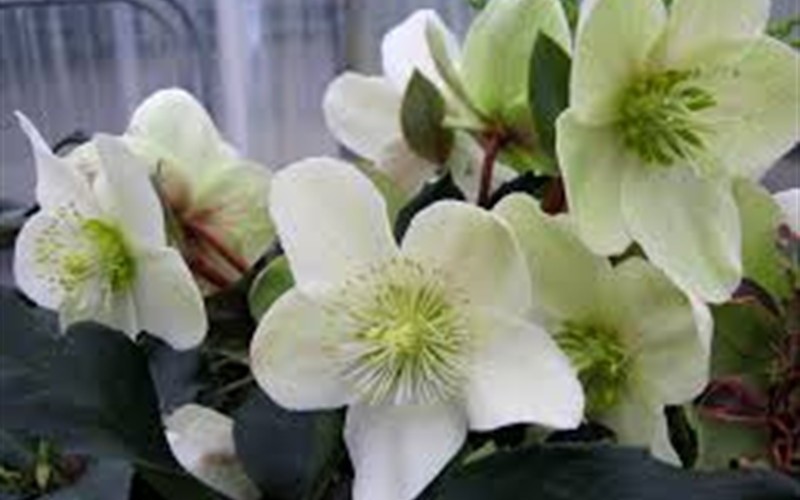 Helleborus Gold Collection 'Maestro' Photo 1