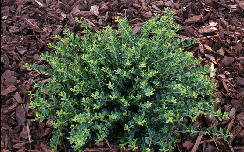 Helleri Japanese Holly 3 Gallon Shrub Deer Resistant Shrubs